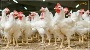 تطور جديد.. أسعار الفراخ البيضاء اليوم الجمعة 12 9 2025 تسجل مفاجأة للمستهلكين في بورصة الدواجن 1